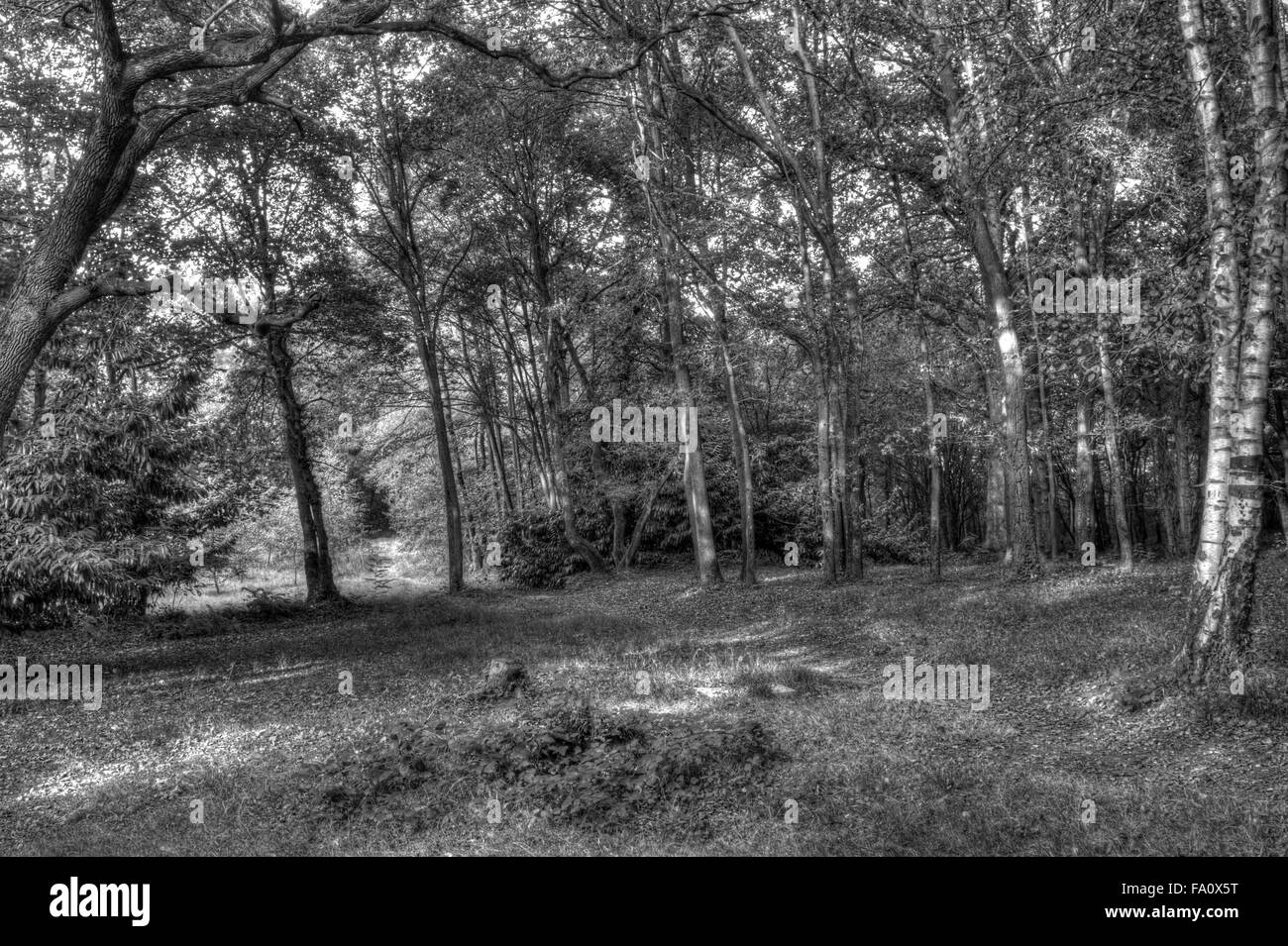 Un piano orizzontale di visualizzazione bianco e nero di una foresta con un percorso Foto Stock