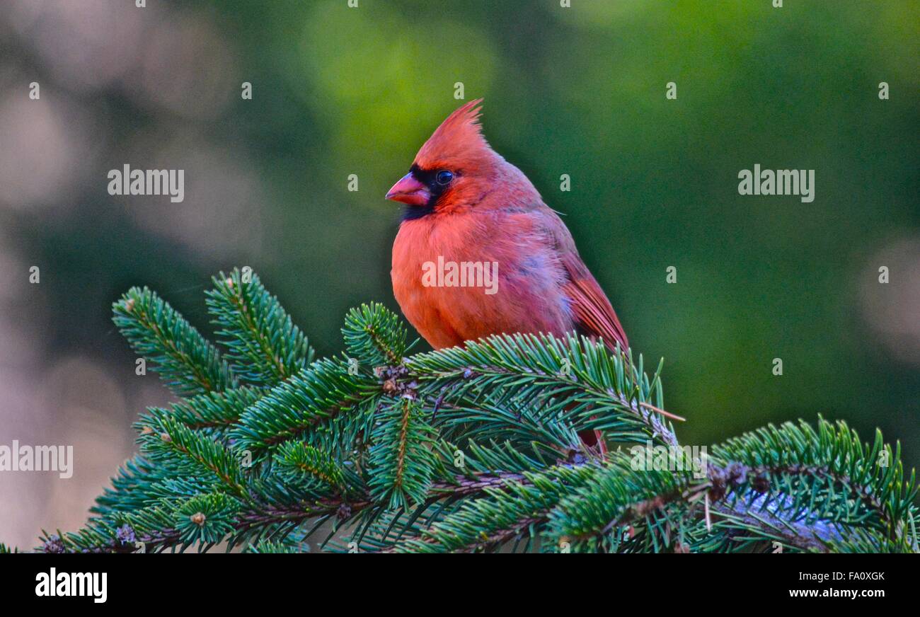 Il cardinale, maschio settentrionale, bird,la natura, la fauna selvatica Foto Stock