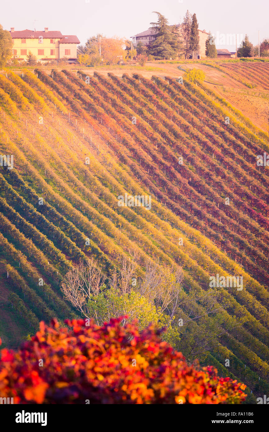 Castelvetro di Modena, autunno scena, variopinti vigneti nella regione di Lambrusco. Emilia Romagna, Italia Foto Stock