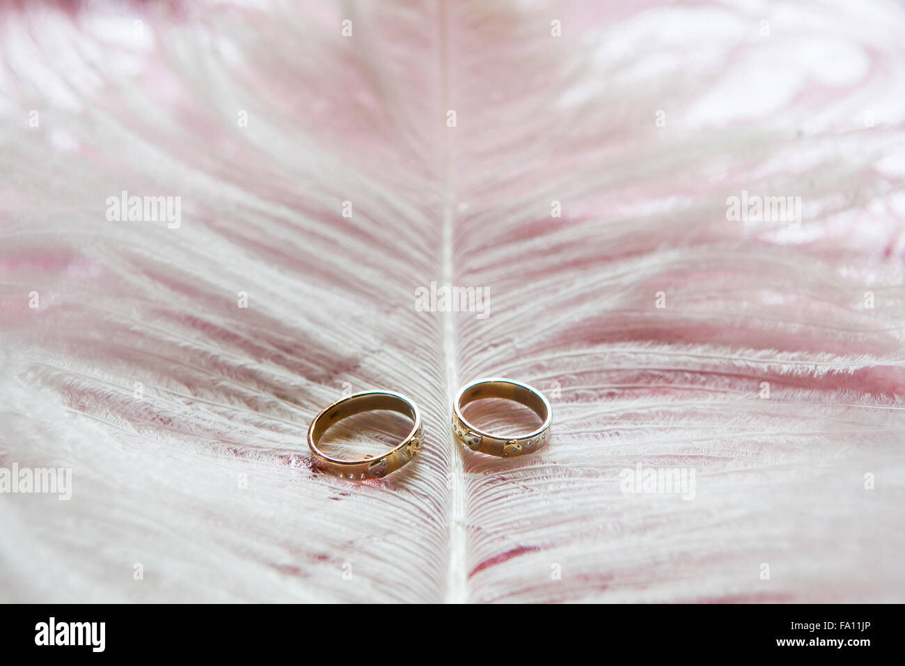 Due anelli d'oro giacciono su una rosa di piume di struzzo Foto Stock