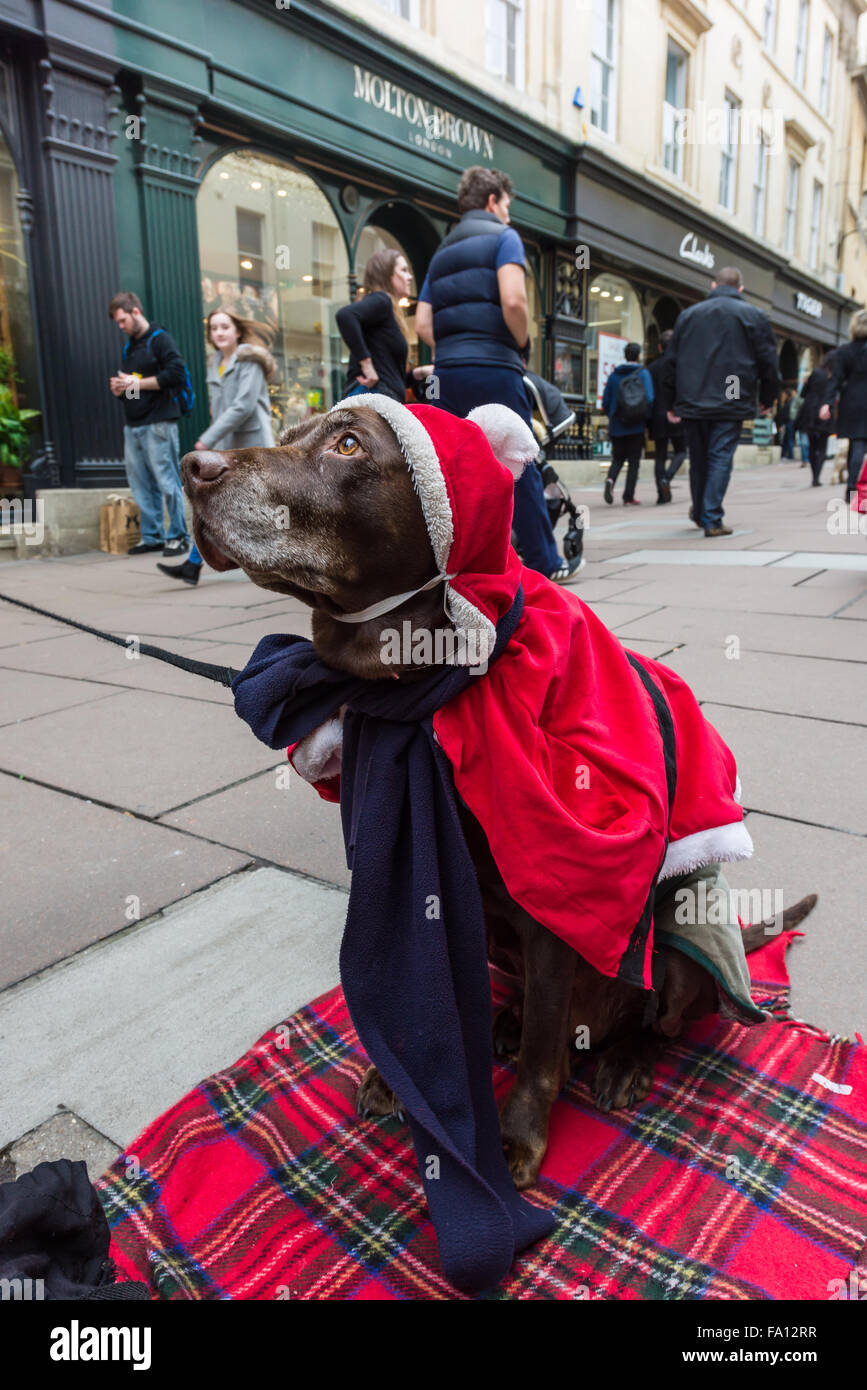 Bath, Regno Unito. Xix Dec, 2015. Un Labrador attende pazientemente come suo proprietario vende il grande problema per le strade di Bath in Somerset, come Pesanti rovesci immergere gli acquirenti sul panico sabato, l'ultimo fine settimana prima di Natale. Credito: Terry Mathews/Alamy Live News Foto Stock