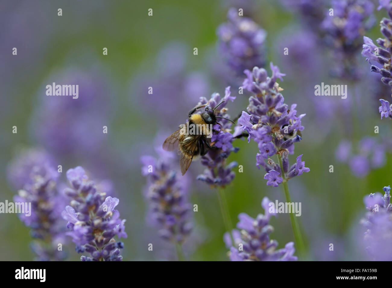 Fioritura di lavanda in un paese di lingua inglese giardino Foto Stock