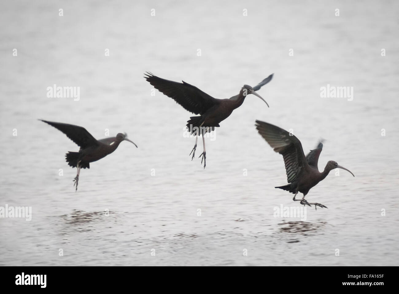 Tre ibis lucido (Plegadis falcinellus) in atterraggio sulla superficie dell'acqua. L'ibis lucido è una specie di migratori e esotici in Foto Stock