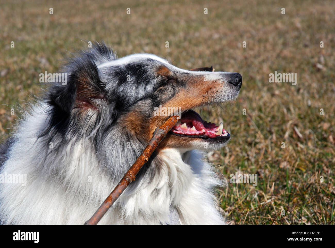 Shetland Sheepdog masticare su stick Foto Stock