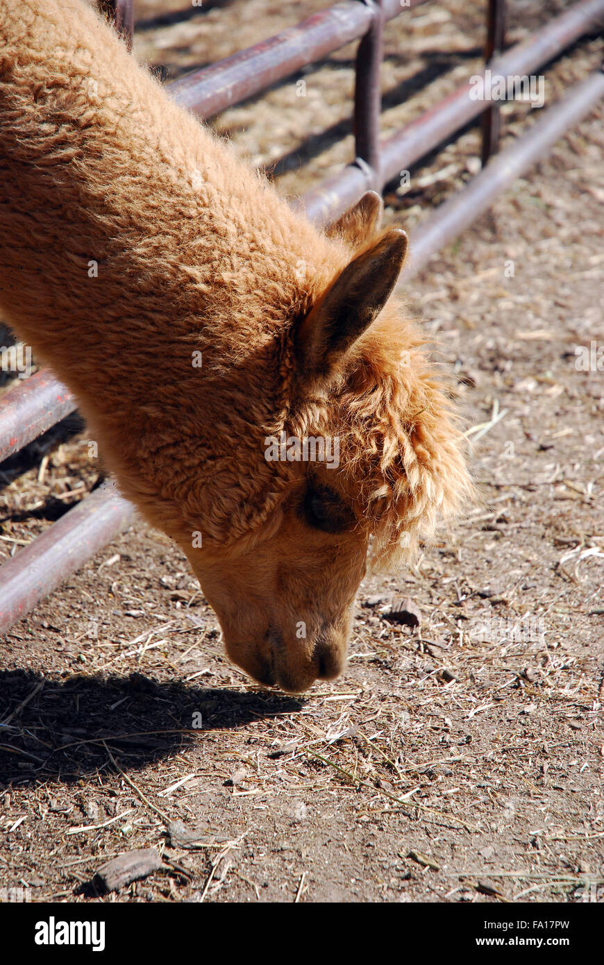 Alpaca con testa giù in cerca di cibo Foto Stock