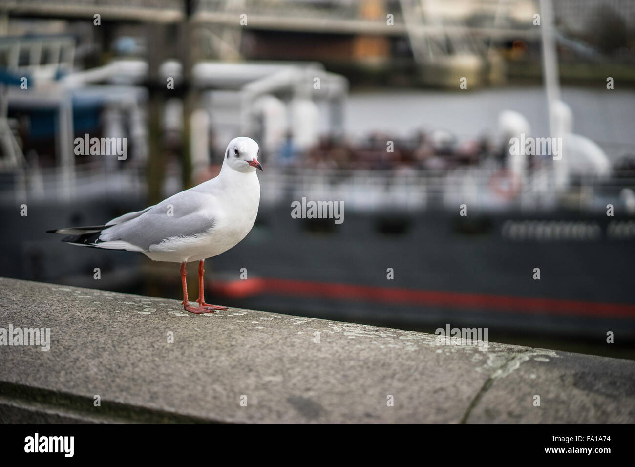 Seagull a Londra Foto Stock