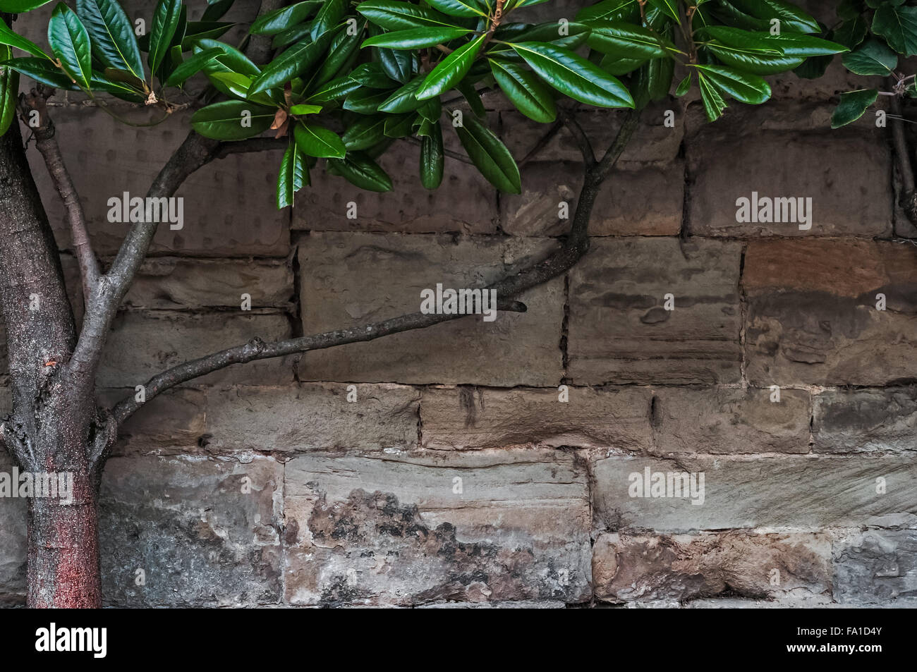Calcare le mura medievali di blocchi di pietra di texture di superficie di sfondo ramo di albero con foglie di colore verde Foto Stock