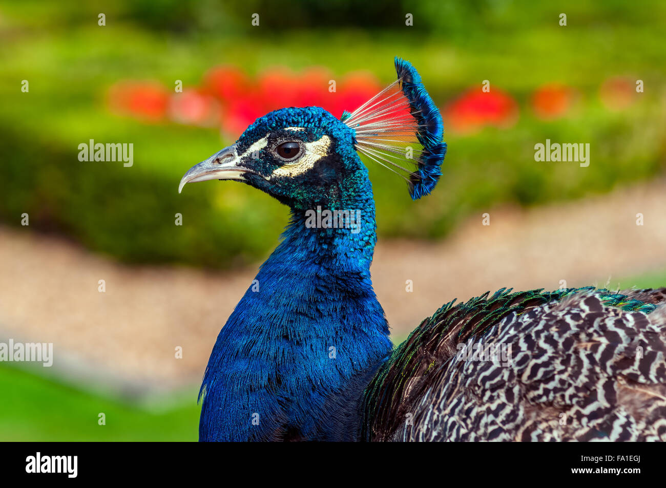 Peacock vista profilo close up di immagine di sfondo da giardino Foto Stock