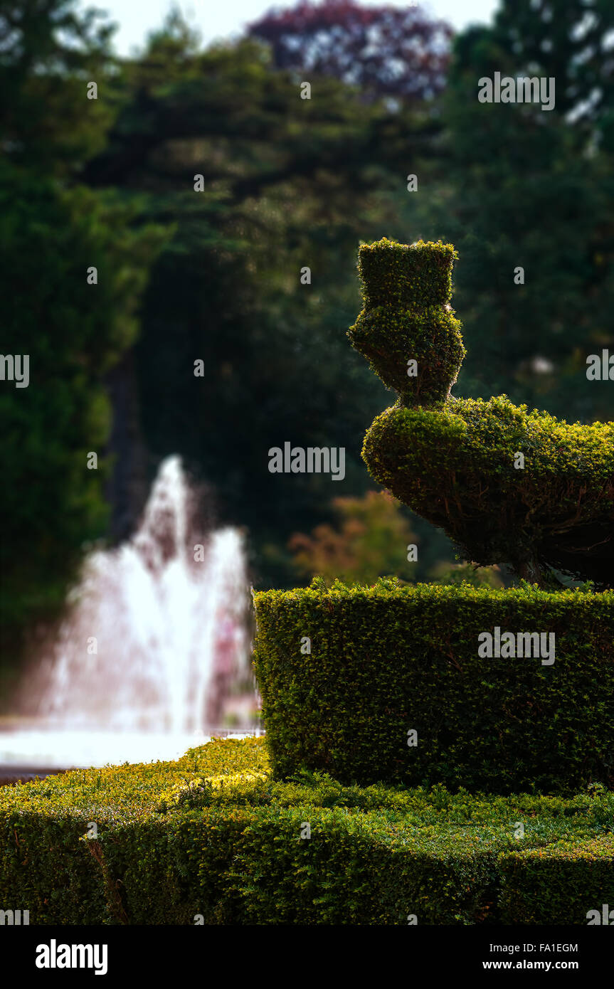 Peacock sagomato topiaria da hedge e fontana nel giardino all'aperto park Foto Stock
