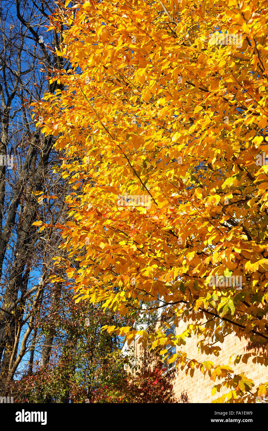 Elm Tree con lussureggiante fogliame nella stagione autunnale. Foto Stock