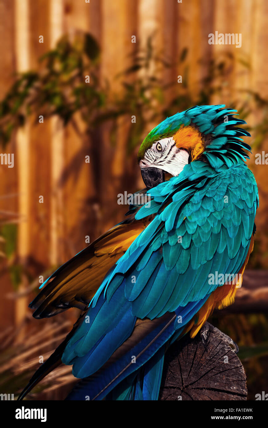 Blu Verde Arancione macaw parlando parrot governare le sue piume Foto Stock