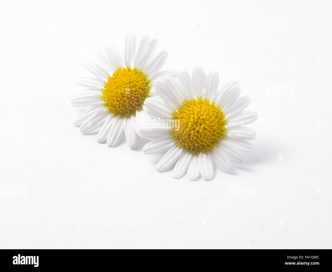 Fiore a margherita contro uno sfondo bianco Foto Stock