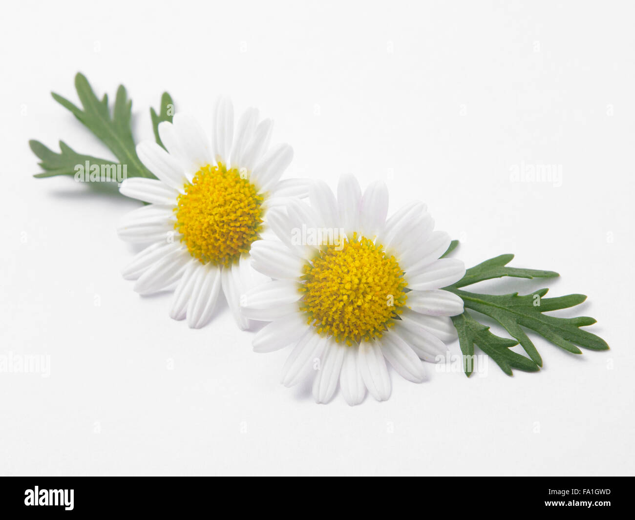 Fiore a margherita contro uno sfondo bianco Foto Stock
