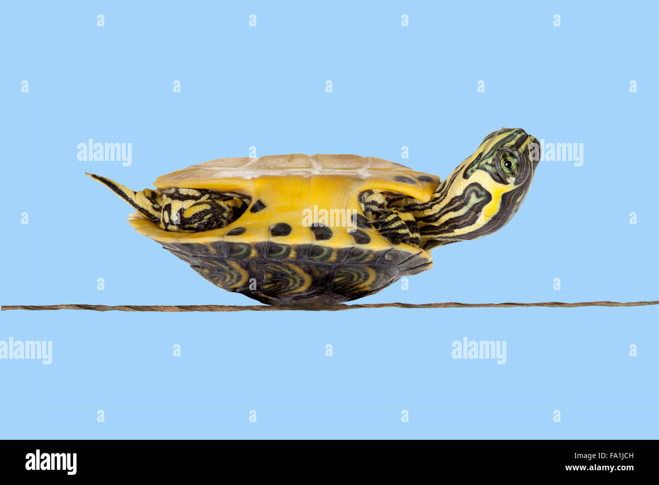 Povero piccolo turtle stare sdraiato sulla schiena che simbolizza la sfortuna o malattia Foto Stock