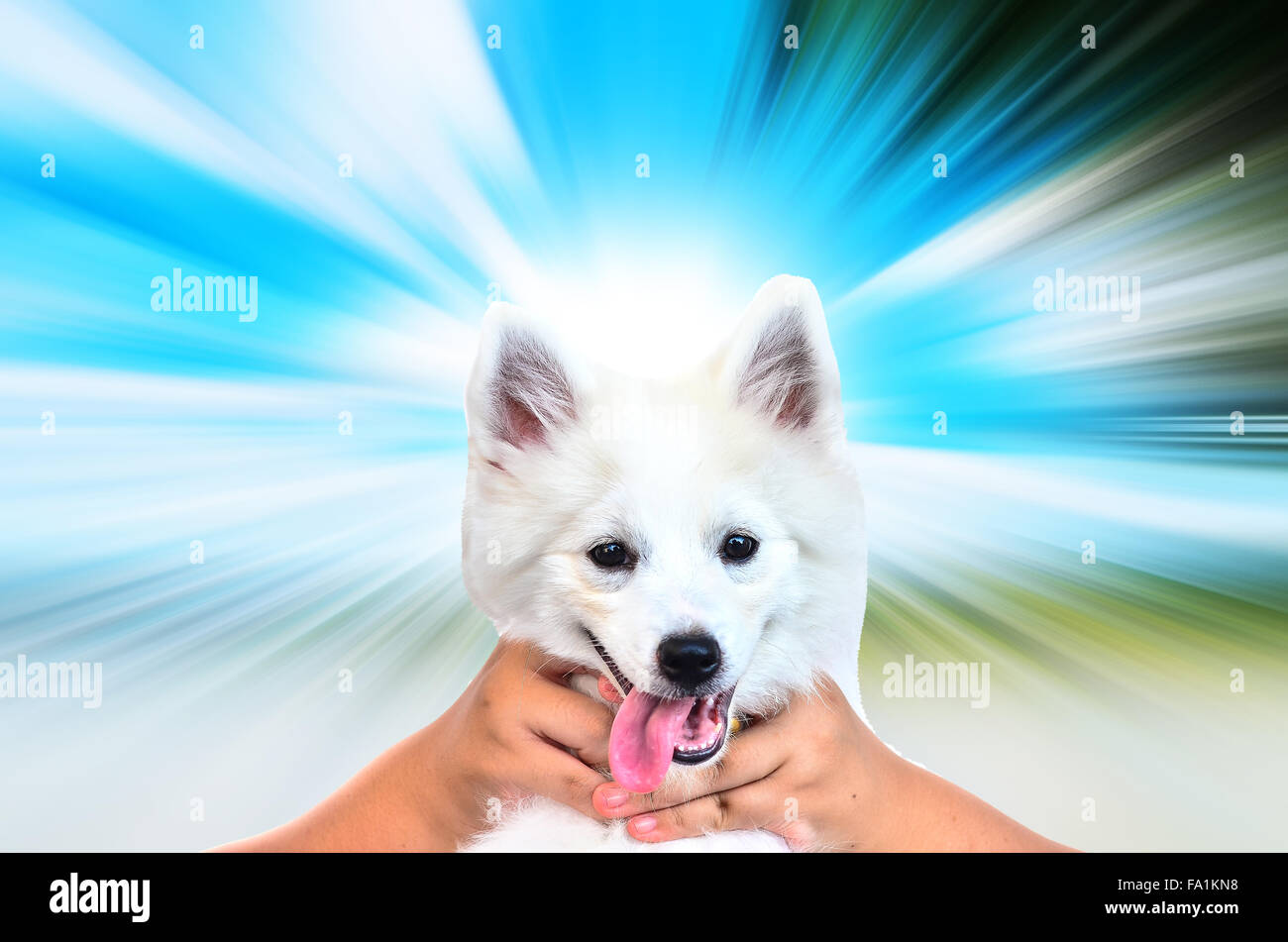 Piccolo cane blu su sfondo chiaro Foto Stock