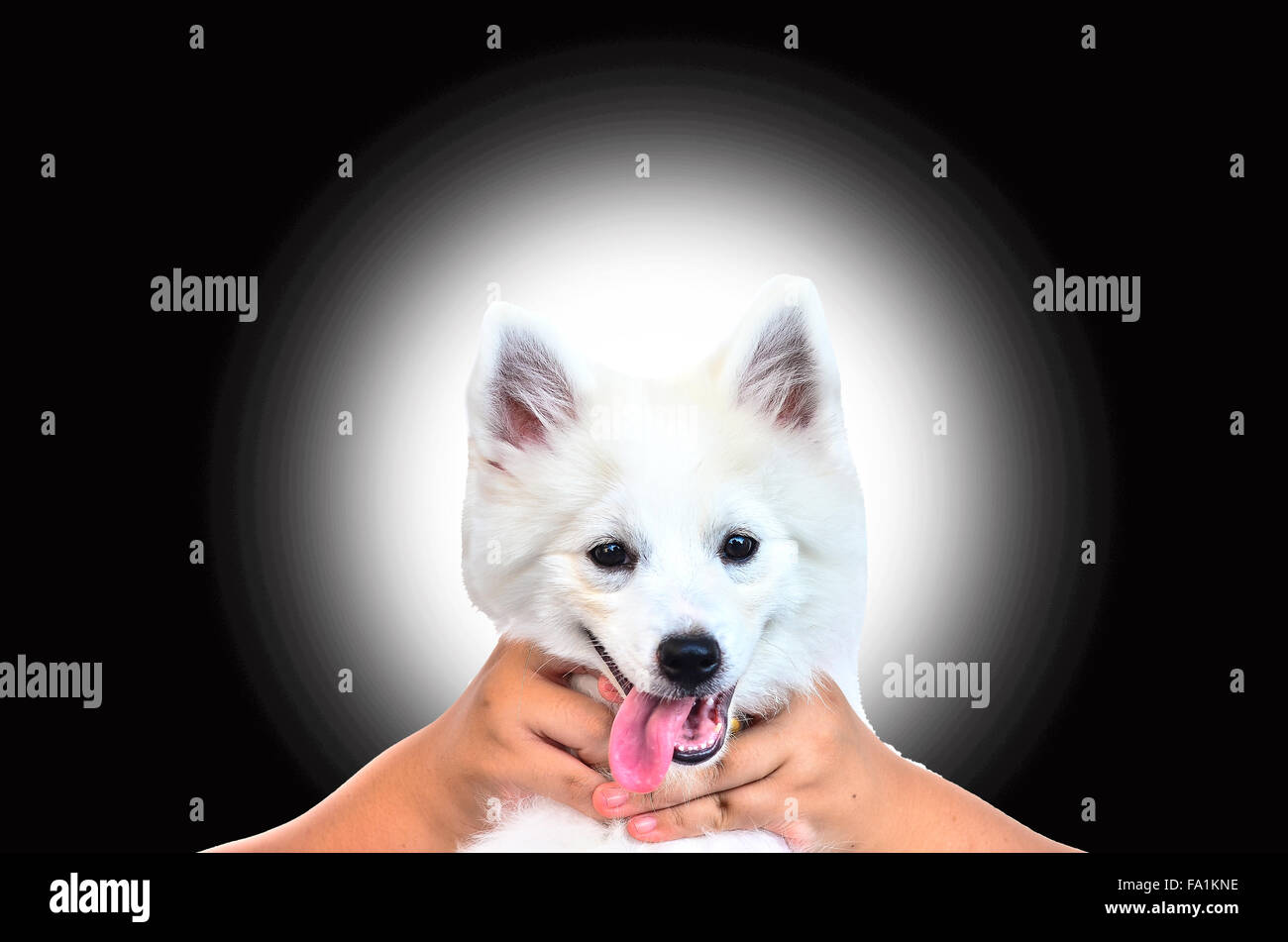 Piccolo Cane bianco su sfondo chiaro Foto Stock