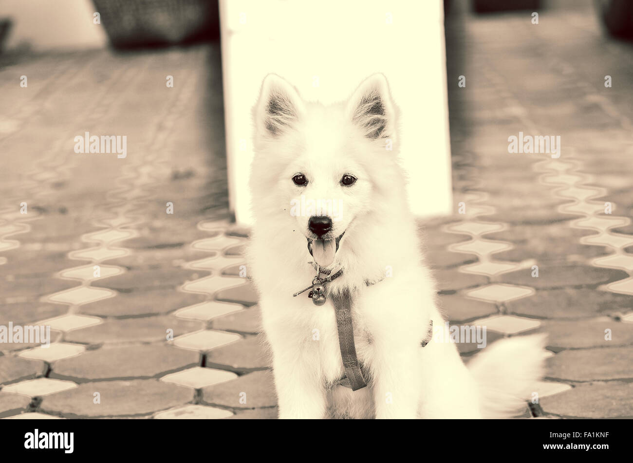 Piccolo cane in attesa nella luce spiea Foto Stock