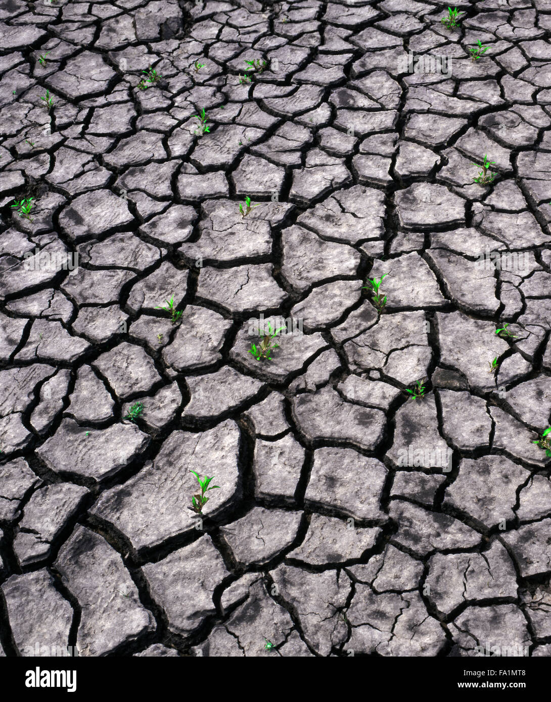Germogli verdi di recupero attraverso il fango essiccato e il riscaldamento globale Foto Stock