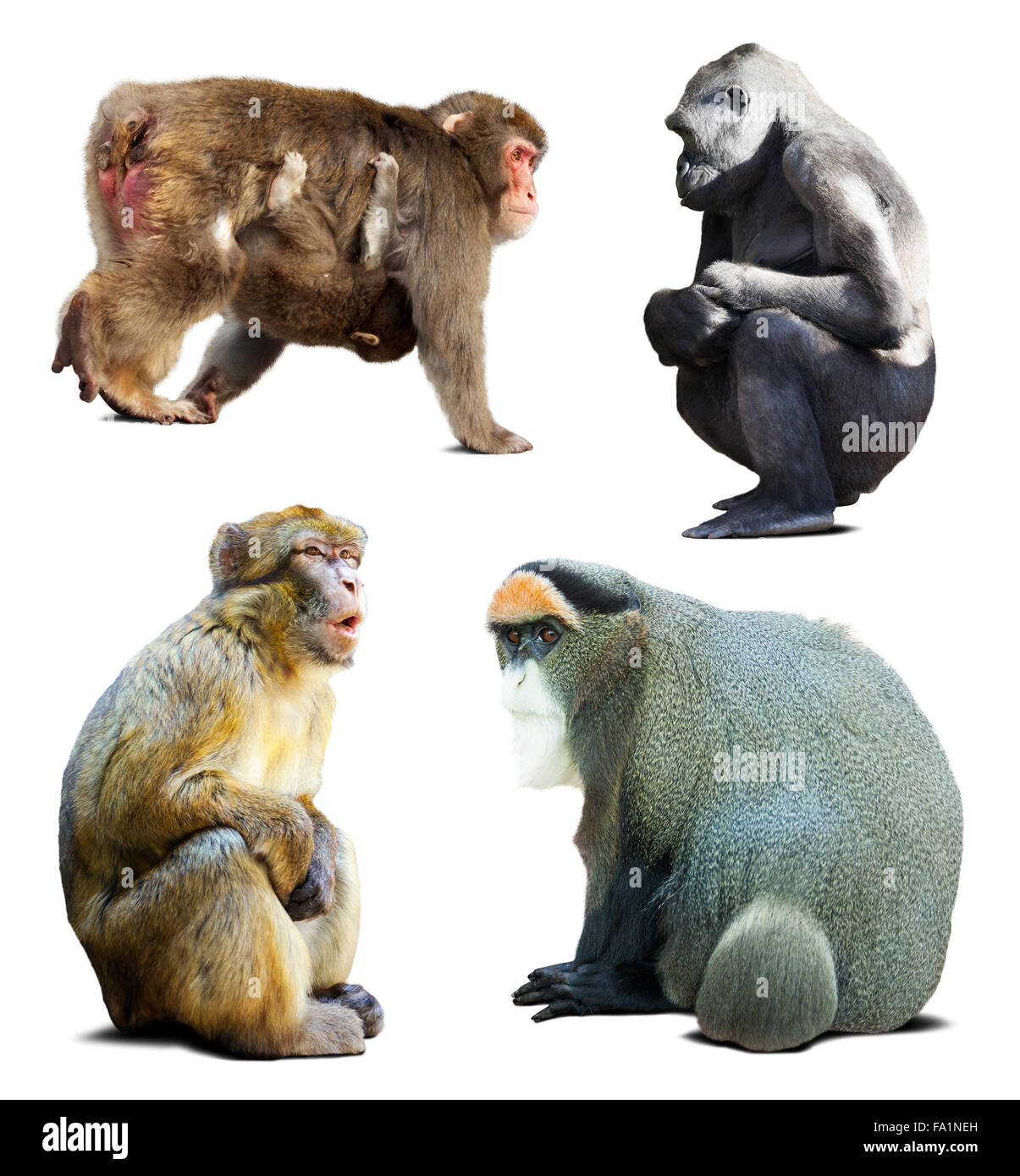 Set di scimmie. Isolato su sfondo bianco con ombra Foto Stock