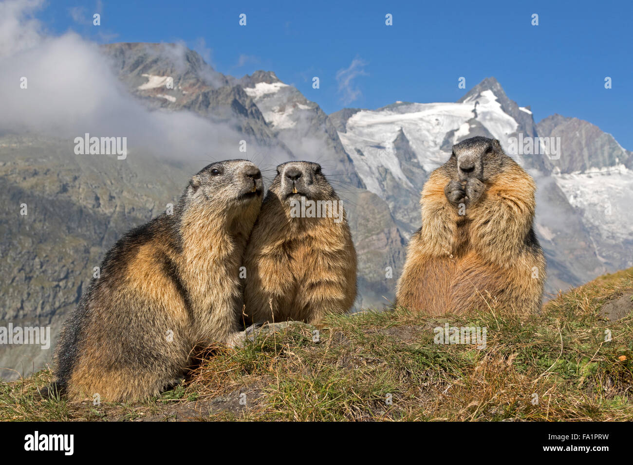 La marmotta alpina nella parte anteriore del Großglockner, Alti Tauri Parco Nazionale della Carinzia, Austria, Europa / Marmota marmota Foto Stock