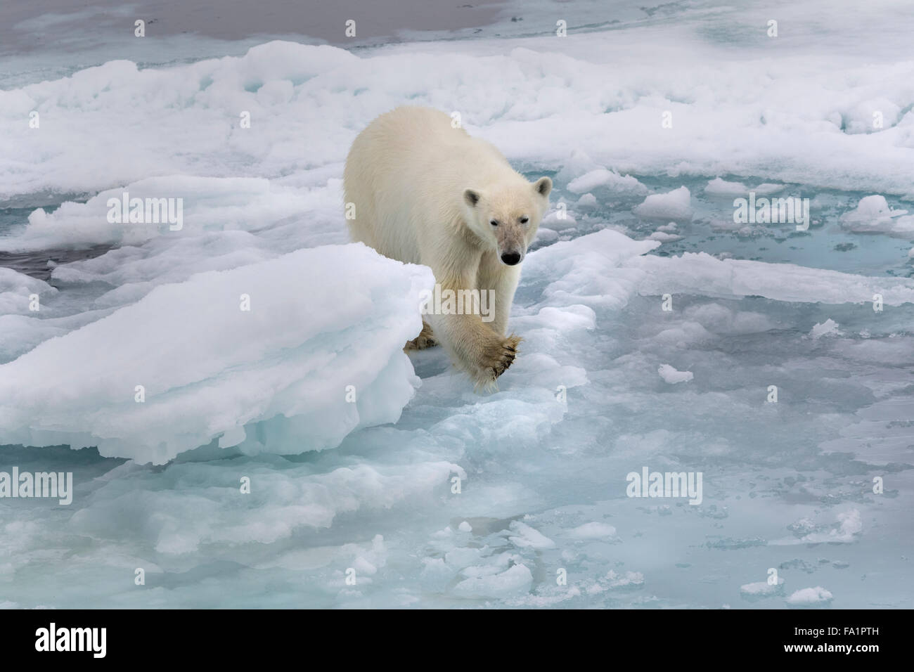 Orso polare sulla banchisa, Spitsbergen, Norvegia / EuropeUrsus maritimus Foto Stock