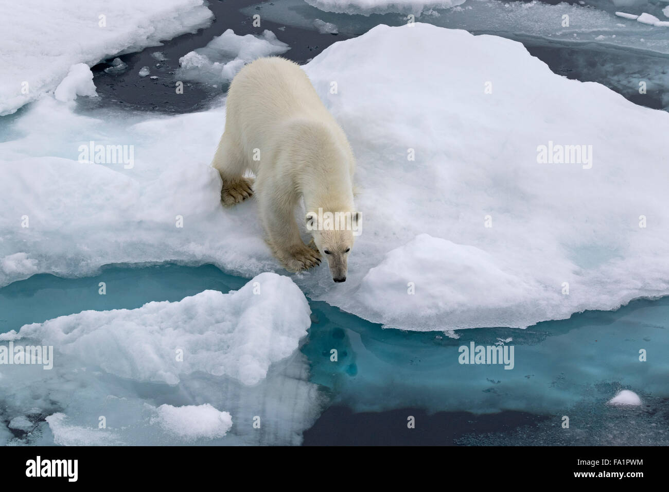 Orso polare sulla banchisa, Spitsbergen, Norvegia / EuropeUrsus maritimus Foto Stock