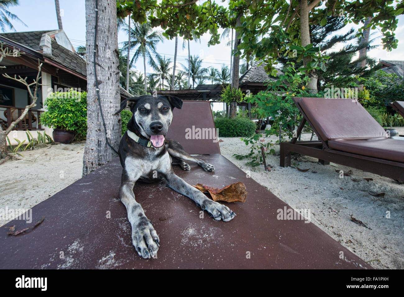 Per rilassarsi sulla spiaggia in Koh Samui Foto Stock