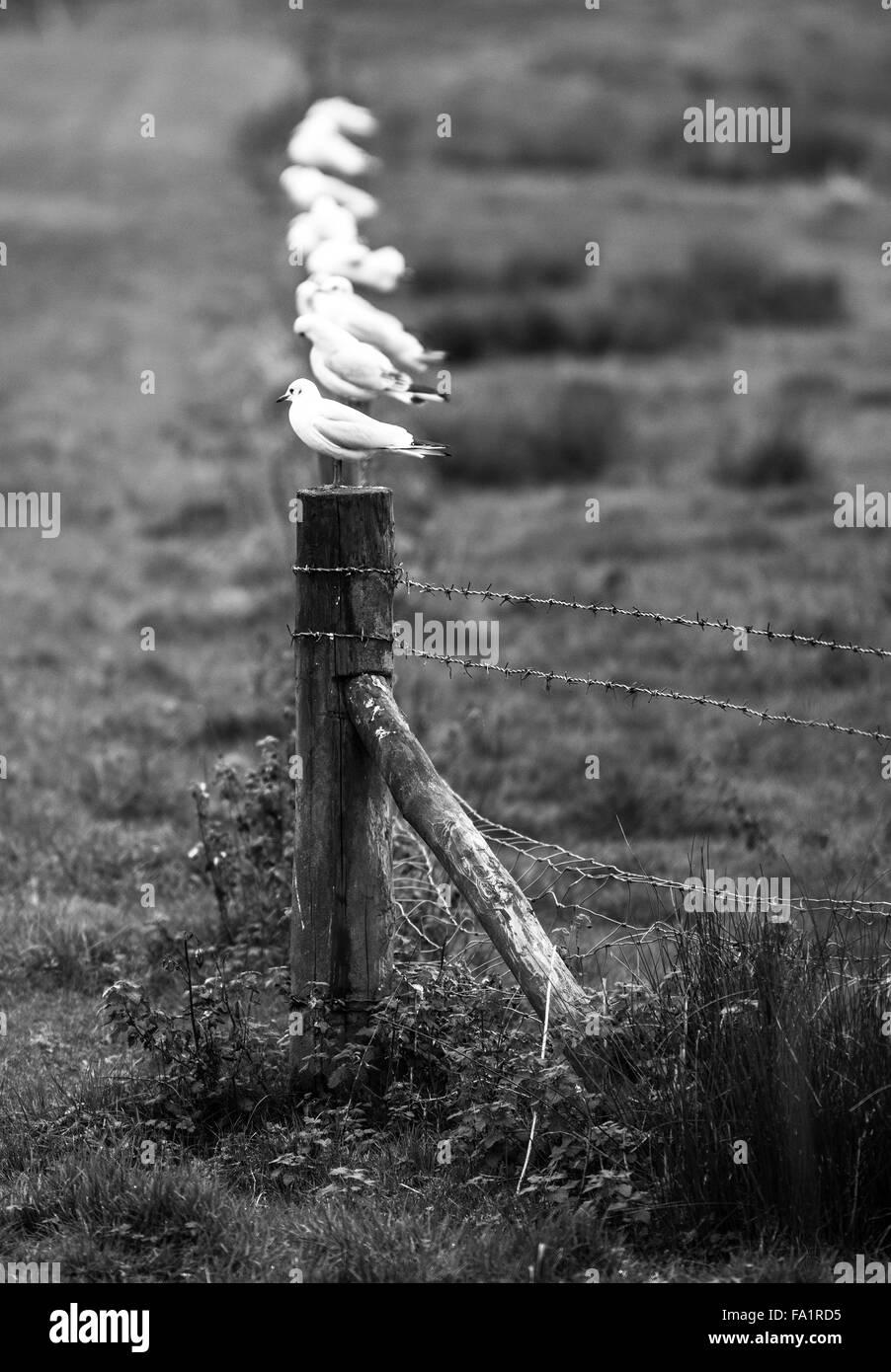 Fila di gabbiani sat su pali di recinzioni in un campo Foto Stock