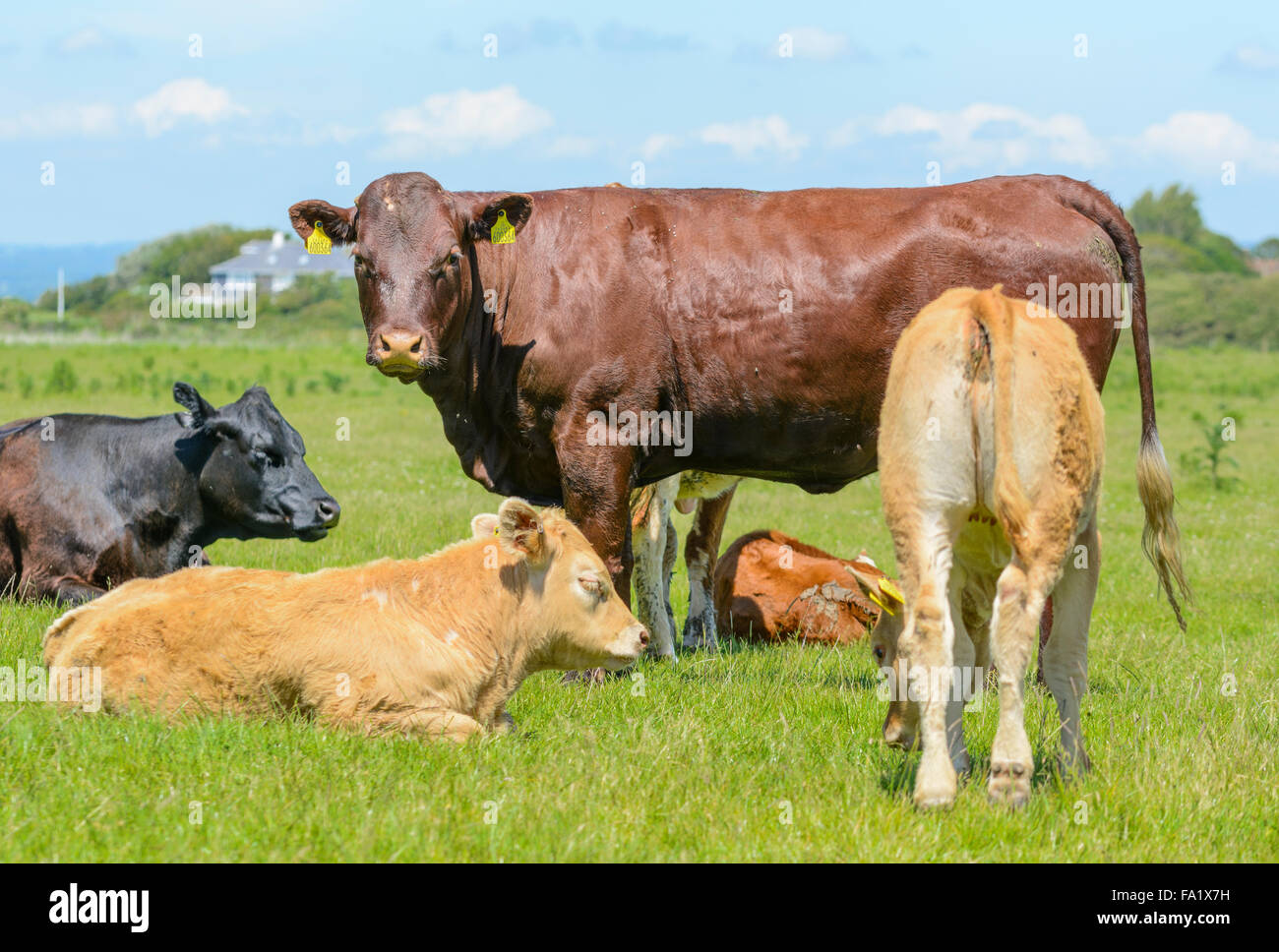 Piccola mandria di vacche in un campo.nel West Sussex, in Inghilterra, Regno Unito. Foto Stock