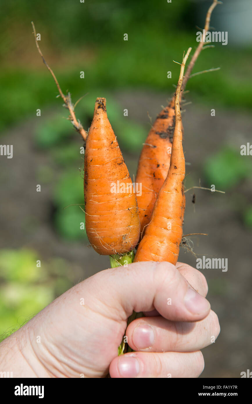Arancione carota (Daucus carota L.) a portata di mano Foto Stock