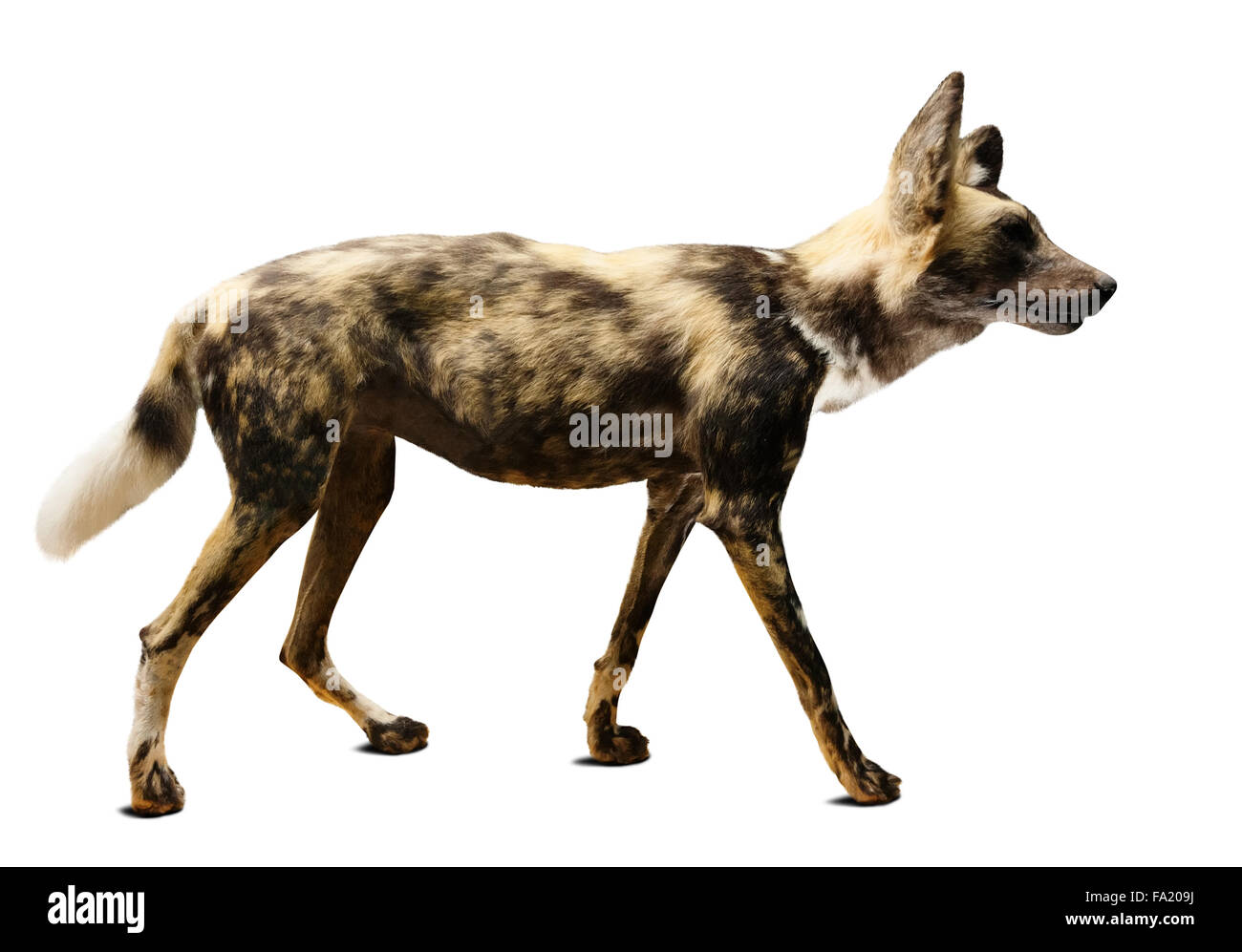 Cane da caccia (Lycaon pictus). Isolato su sfondo bianco con ombra Foto Stock