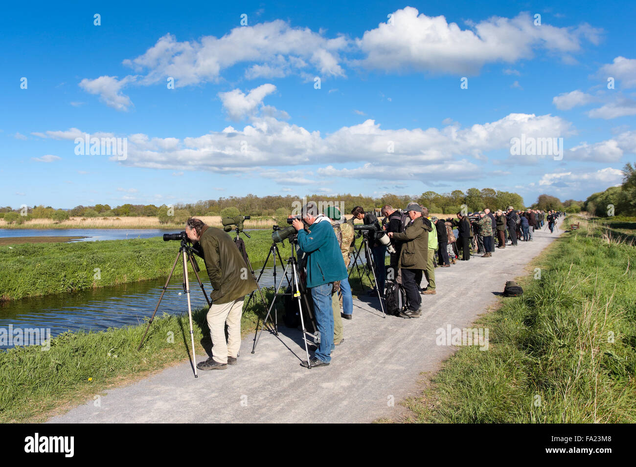 Twitchers guardando un Hudsonian Godwit a Meare Heath nel Somerset, Inghilterra Foto Stock