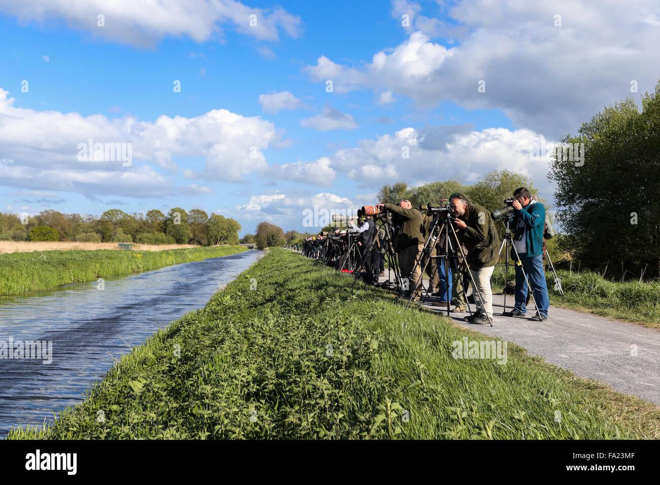 Twitchers guardando un Hudsonian Godwit a Meare Heath nel Somerset, Inghilterra Foto Stock