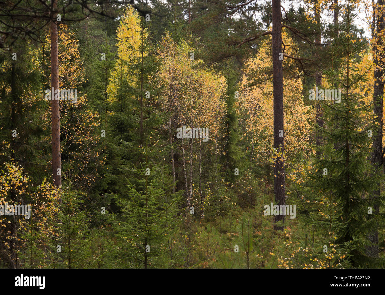 Scena autunnale dalla foresta di Oslo Norvegia, foglie di giallo e verde scuro conifere Foto Stock