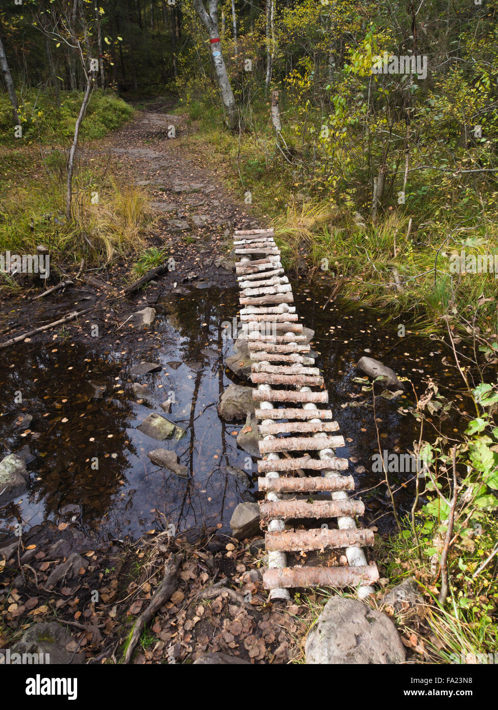Sentiero nella foresta circostante Oslo Norvegia con passerella fatta di registri di betulla Foto Stock