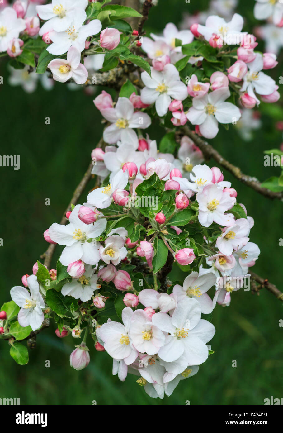 Fioritura di melo Foto Stock