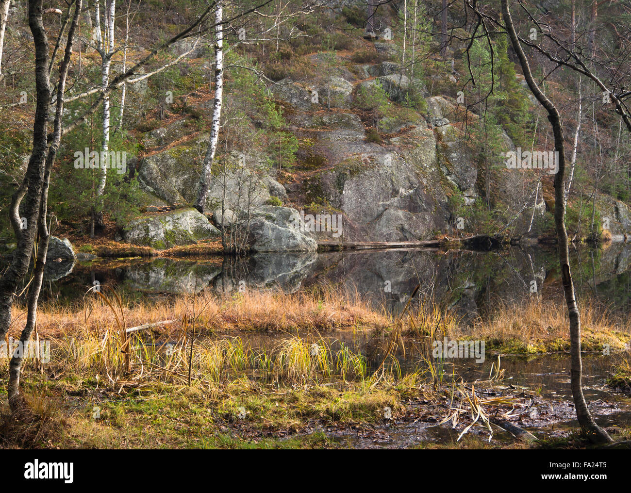 Il tardo autunno in una foresta in Oslo Norvegia. Un piccolo lago, riflessioni alberi e colori tenui Foto Stock