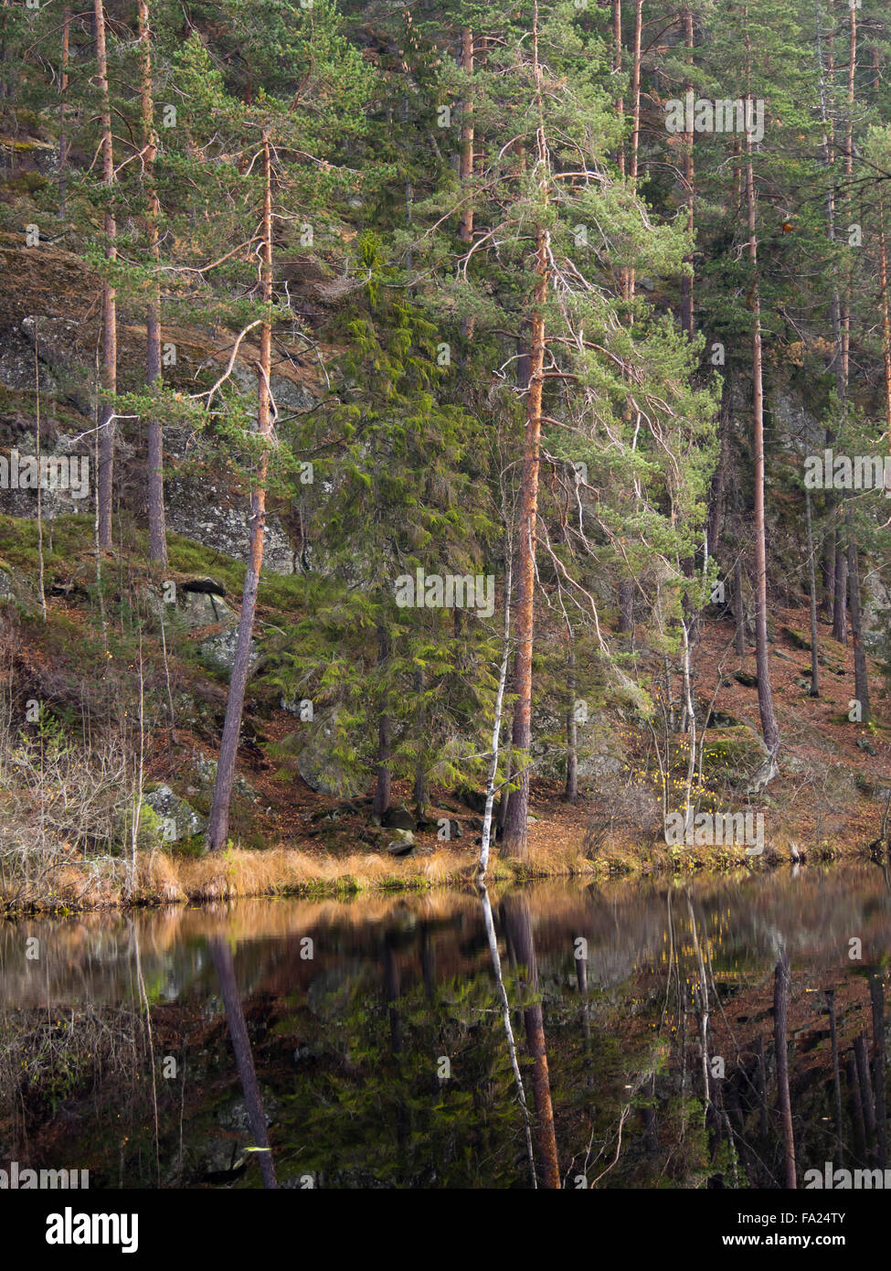 Il tardo autunno in una foresta in Oslo Norvegia. Un piccolo lago, riflessioni alberi e colori tenui Foto Stock