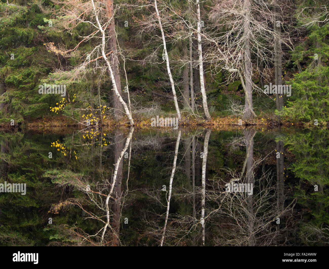 Il tardo autunno in una foresta in Oslo Norvegia. Un piccolo lago, riflessioni alberi e colori tenui Foto Stock