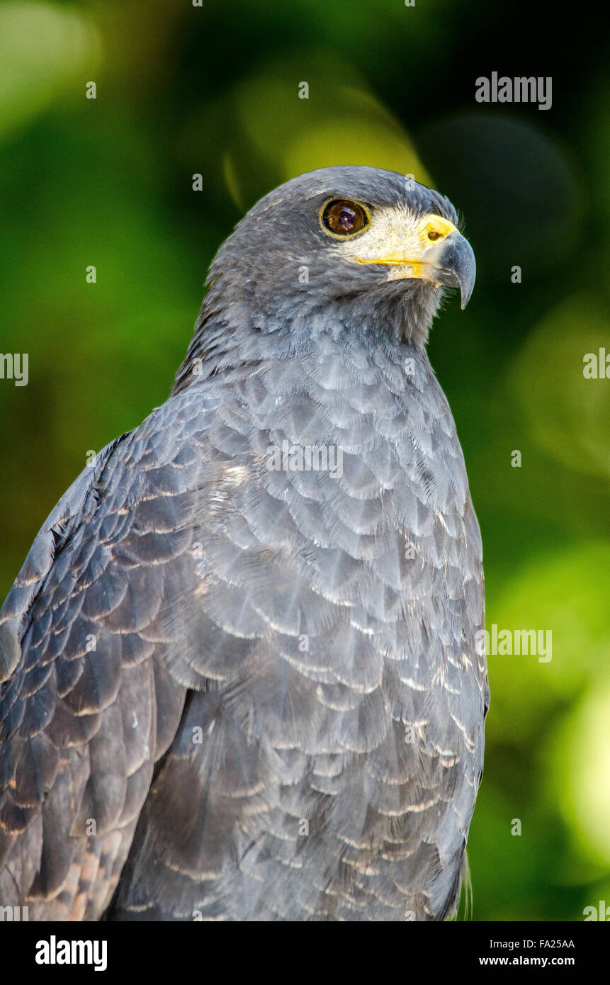 Comune di Black Hawk (Buteogallus anthracinus), Panama, America Centrale Foto Stock