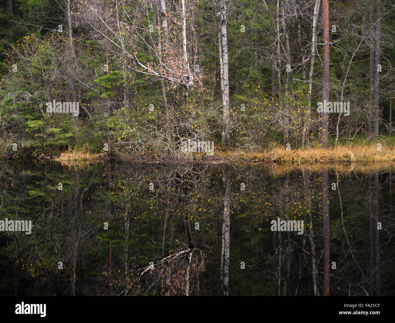 Il tardo autunno in una foresta in Oslo Norvegia. Un piccolo lago, riflessioni alberi e colori tenui Foto Stock
