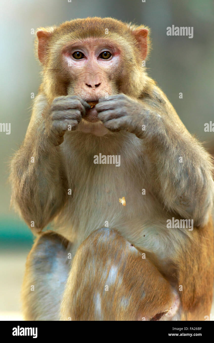 Macaco Rhesus Foto Stock
