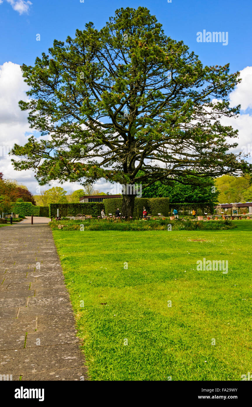 Un ampio sentiero pavimentato e prato falciato conducono verso un grande vecchio albero circondato da una zona del giardino naturale di fronte giardini formali Foto Stock