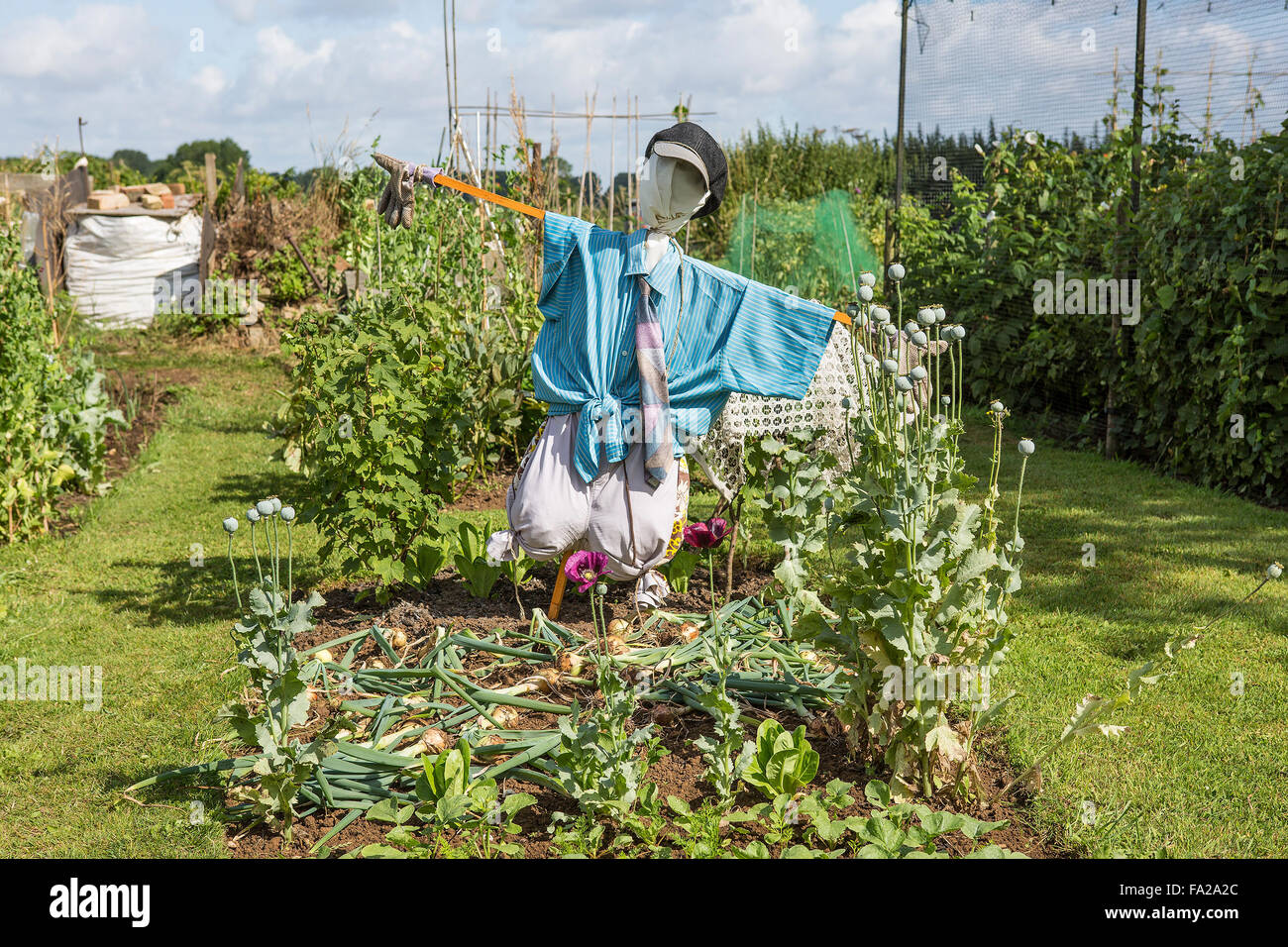 Uno Spaventapasseri custodendo le verdure su un riparto grafico Foto Stock