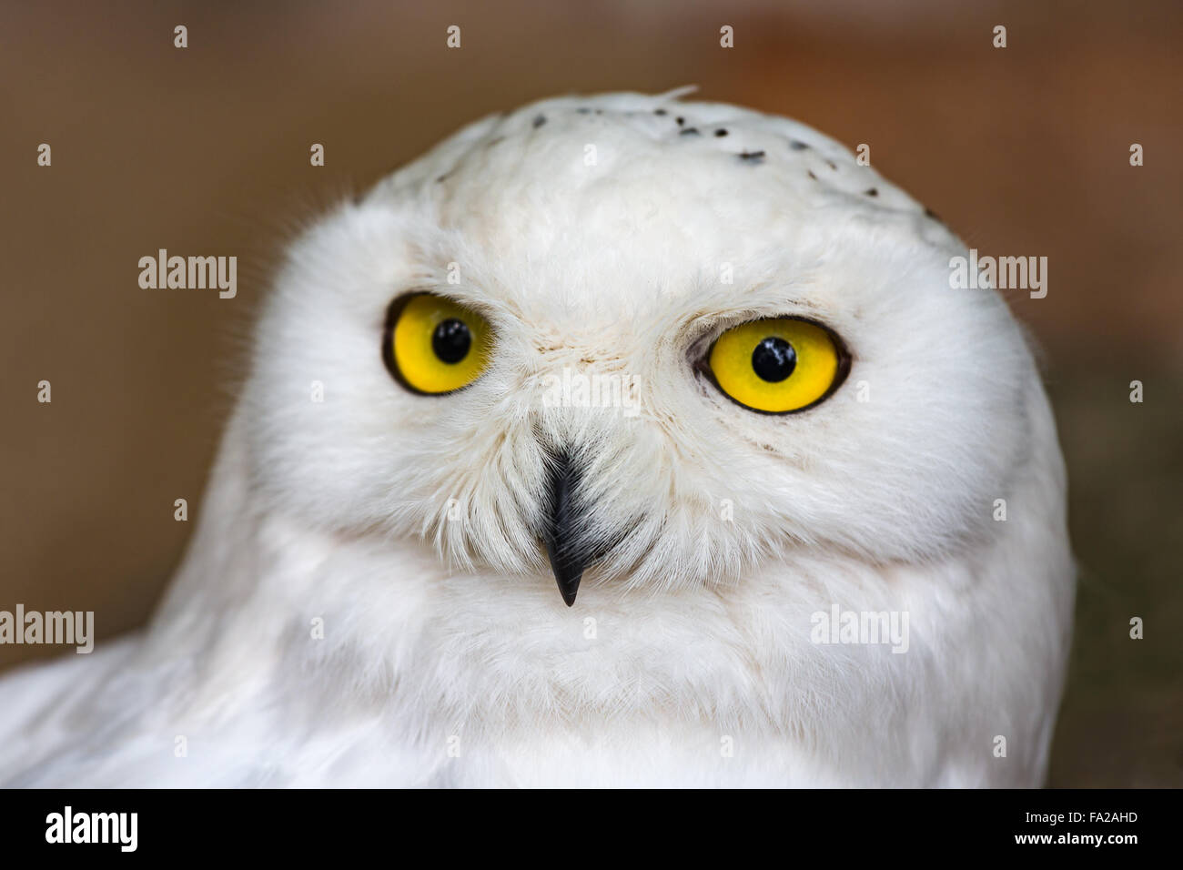 Civetta delle nevi (Bubo scandiacus) in Zoo di Anversa, Belgio Foto Stock