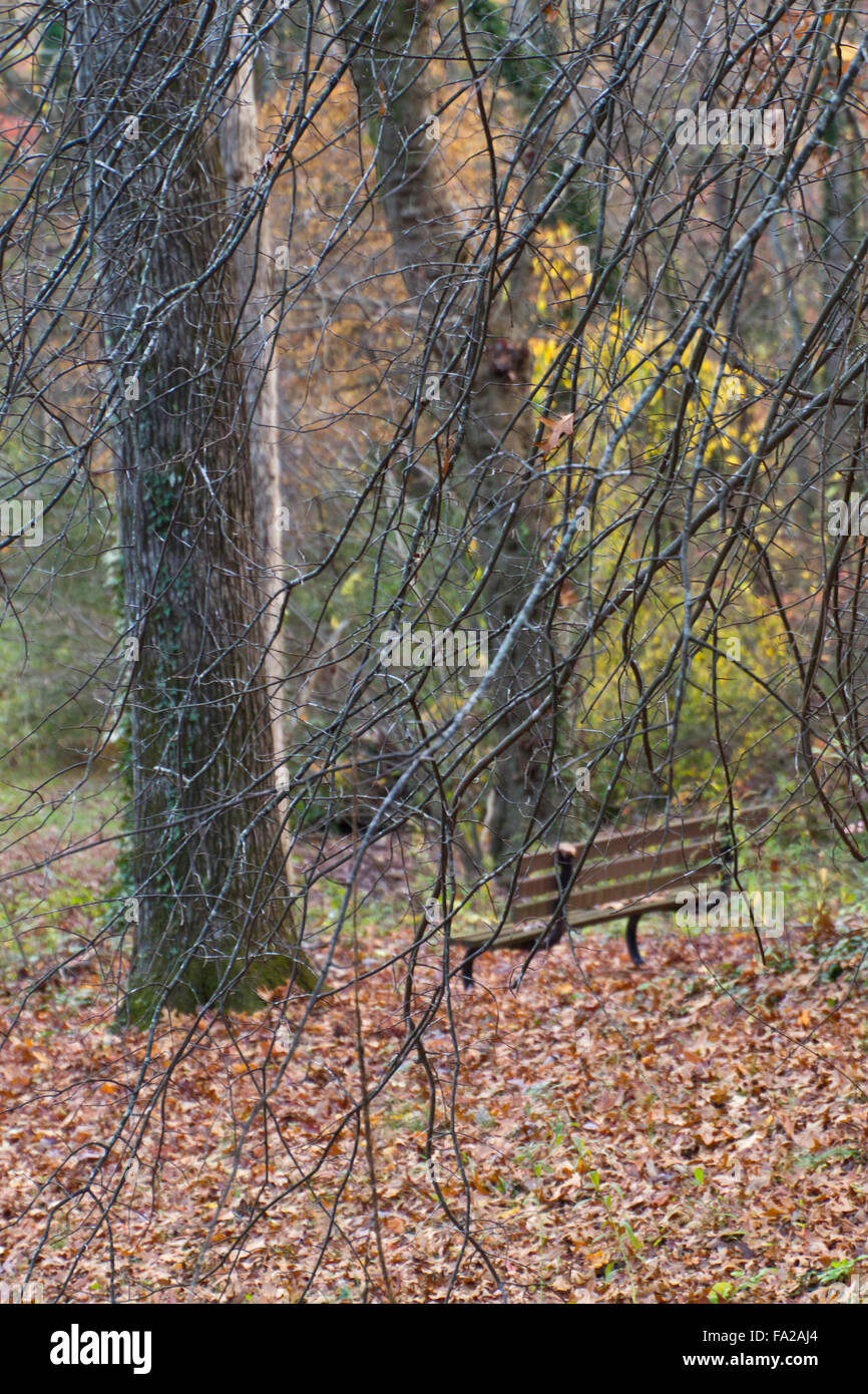 Un vuoto di una panchina nel parco in autunno ricoperta da rami di alberi simbolica della perdita Foto Stock