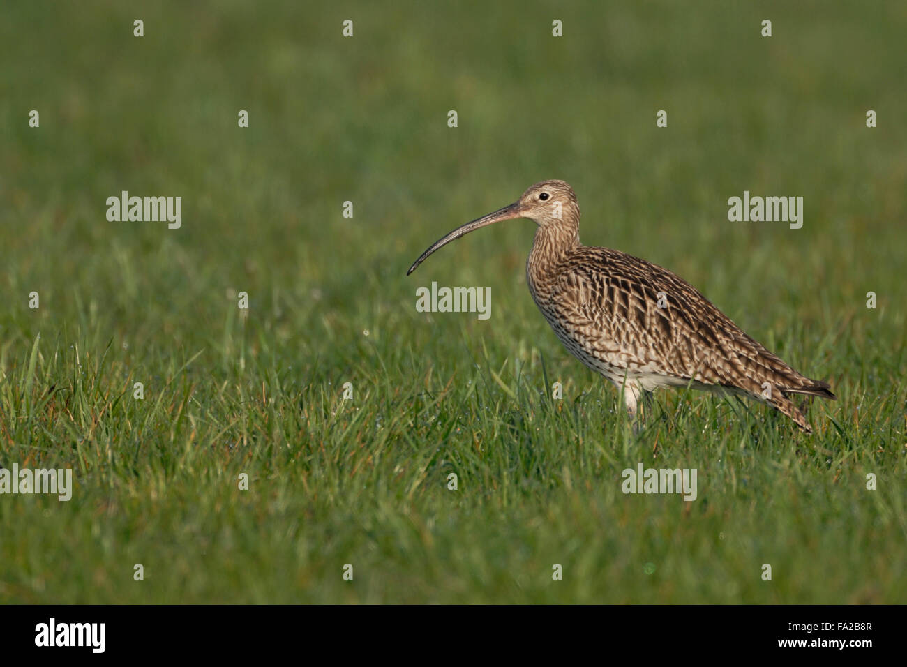 Raro Eurasian Curlew / Grosser Brachvogel ( Numenius arquata ) sorge in un prato umido. Foto Stock