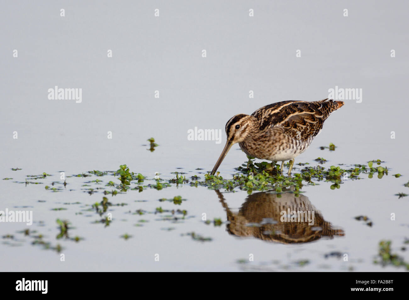 Beccaccino / Bekassine ( Gallinago gallinago ) alla ricerca di cibo in acqua poco profonda nella zona con bella riflessioni. Foto Stock