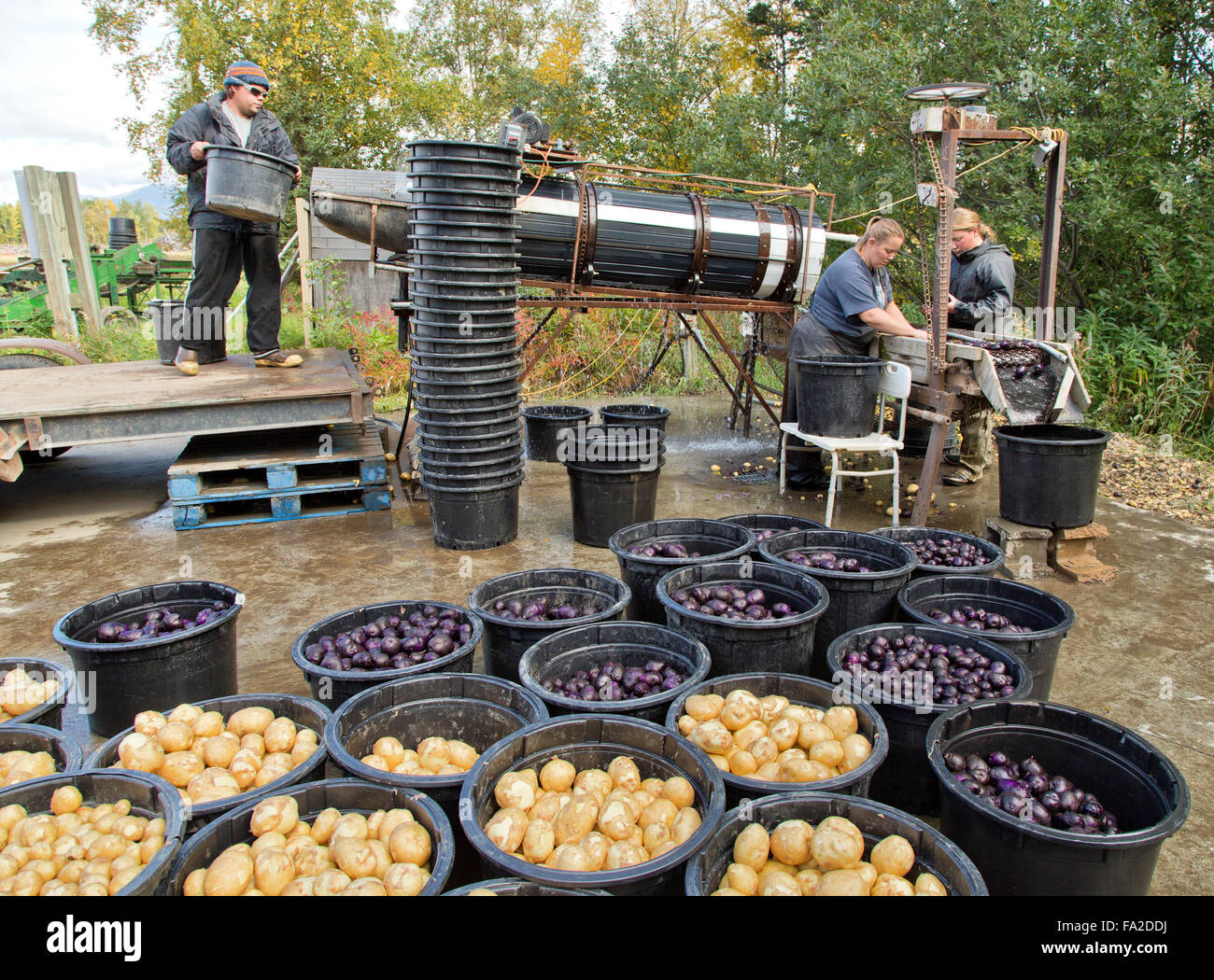 Contadino con campo di lavaggio equipaggio raccolti di patate. 'Solanum tuberosum'. Foto Stock