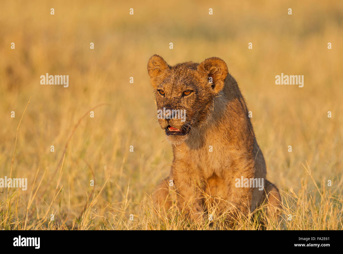 Lion (Panthera leo), cub al sole del mattino, Savuti, Chobe National Park, Botswana Foto Stock